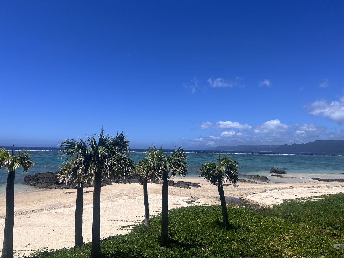 ヤシの木と奄美ブルーの海
