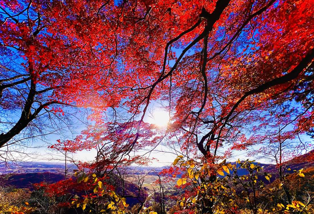 謙信平 紅葉